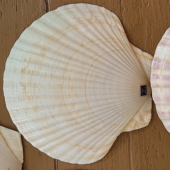 Large Scalloped Clam Shells Made in Japan - Picture 12 of 16